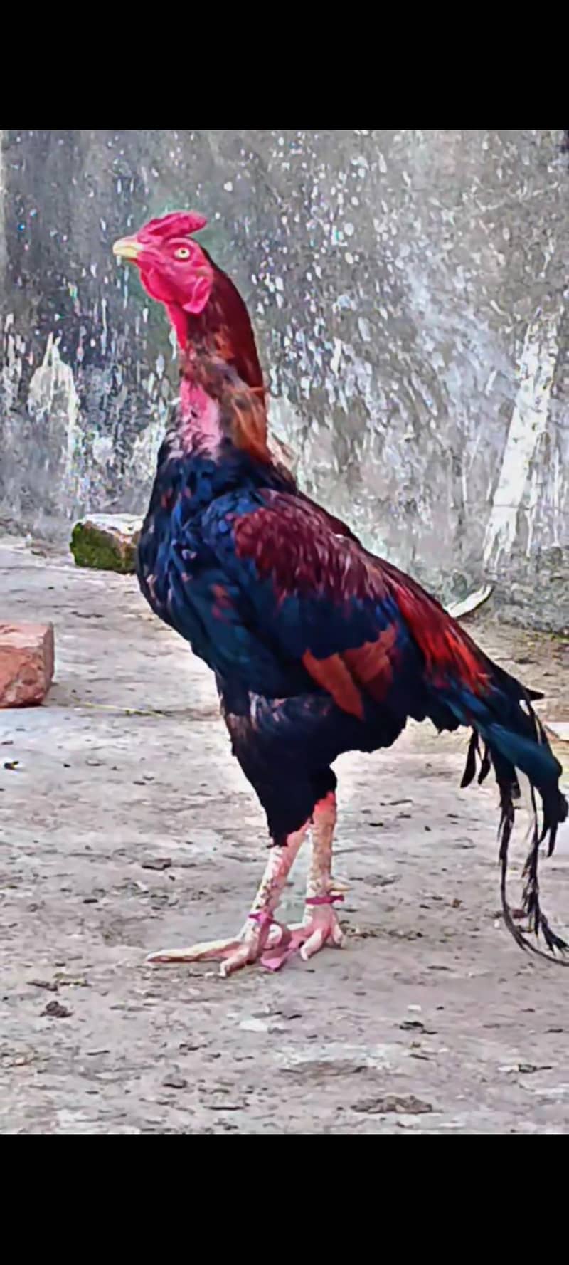 Mianwali Pure Aseel Patha - Hens - 1108975901