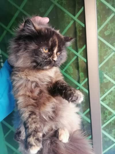 persian cat   for sale