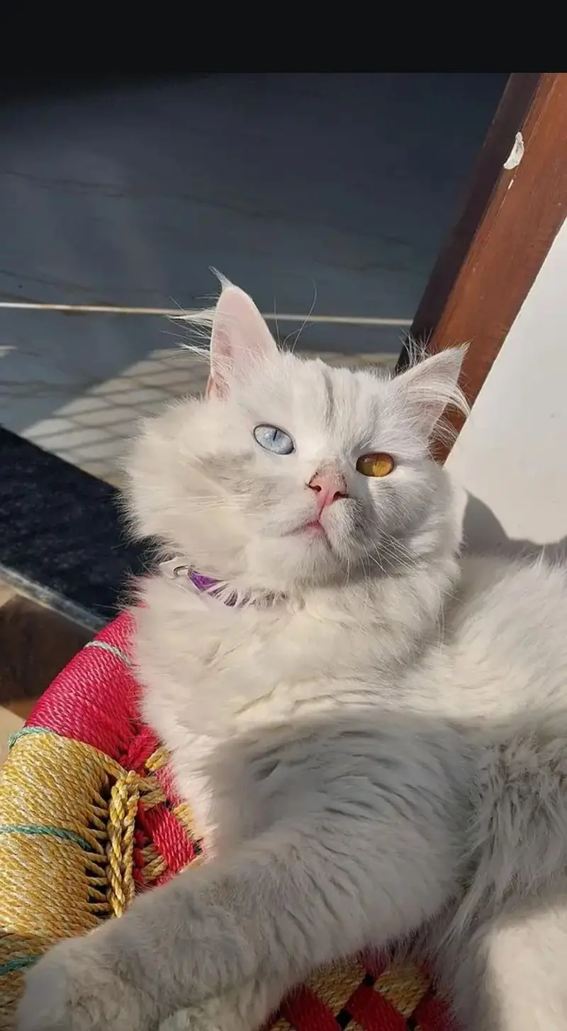 Odd eyes Beautiful female cat