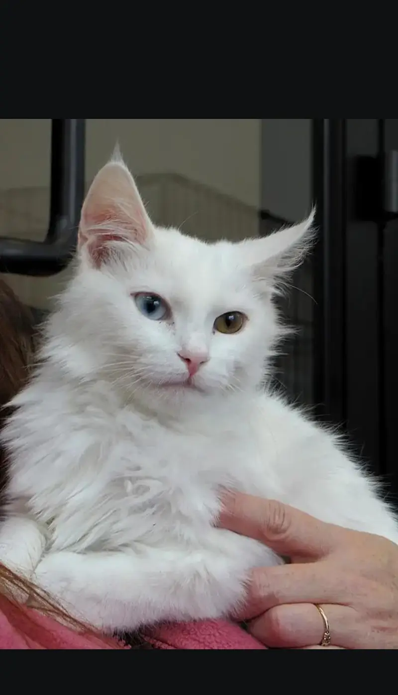 Odd eyes Beautiful female cat — photo 2