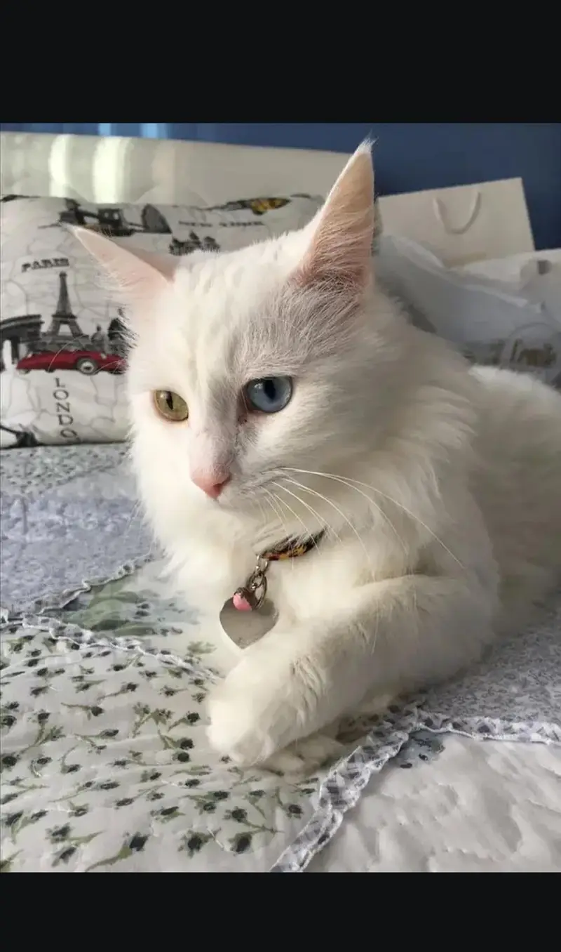 Odd eyes Beautiful female cat — photo 3