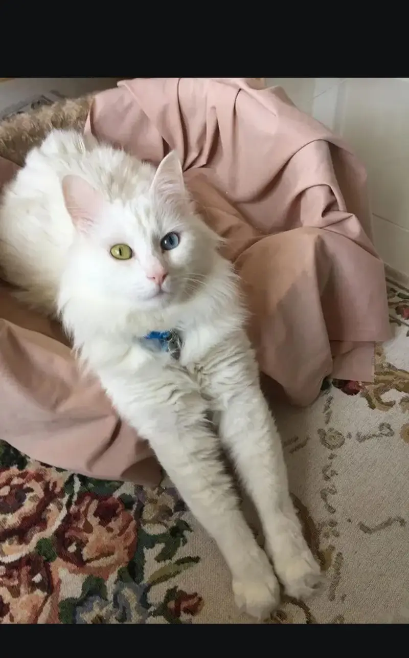 Odd eyes Beautiful female cat — photo 4