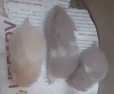 hamster babies healthy and play full.