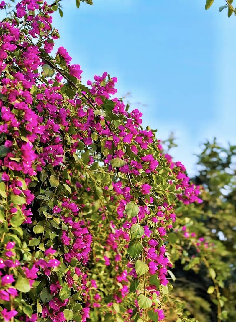 مجھے ایک عدد سموسمہ کاریگر کی ضرورت ہے 1