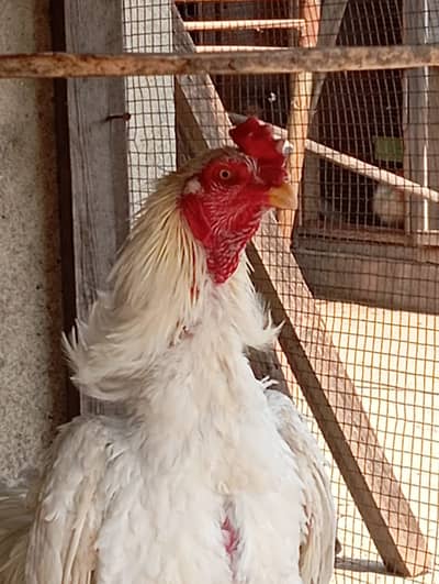 white thai murgha for sale