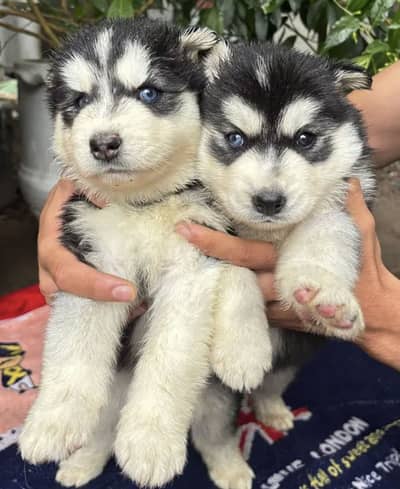 Husky blue eyes Pair