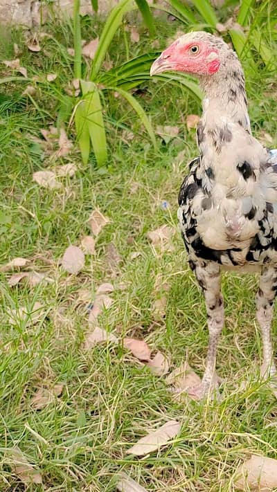 Aseel/Desi/golden misri hen and rooster
