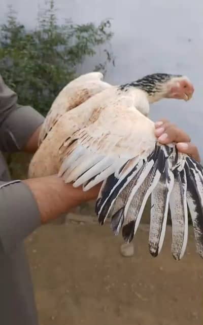 Indian parrot beak long tail female for sale