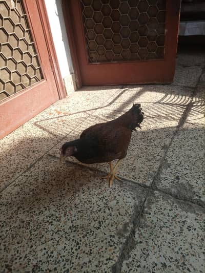 Aseel hen for sale