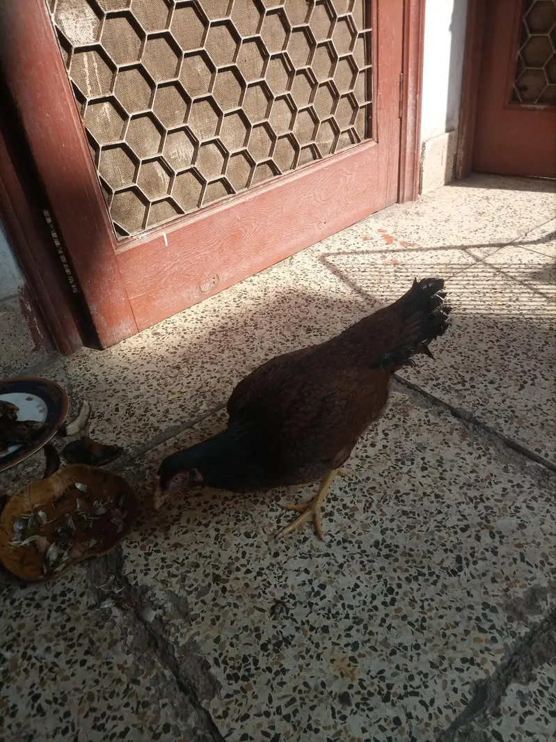 Aseel hen for sale — photo 2