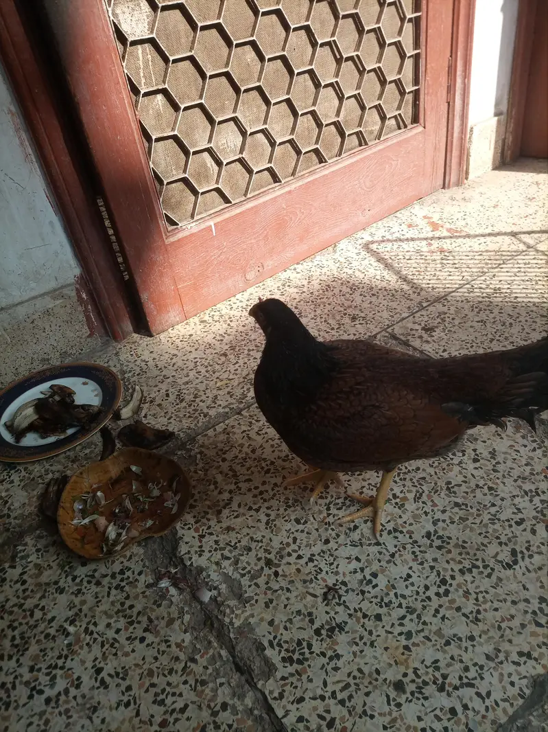 Aseel hen for sale — photo 3