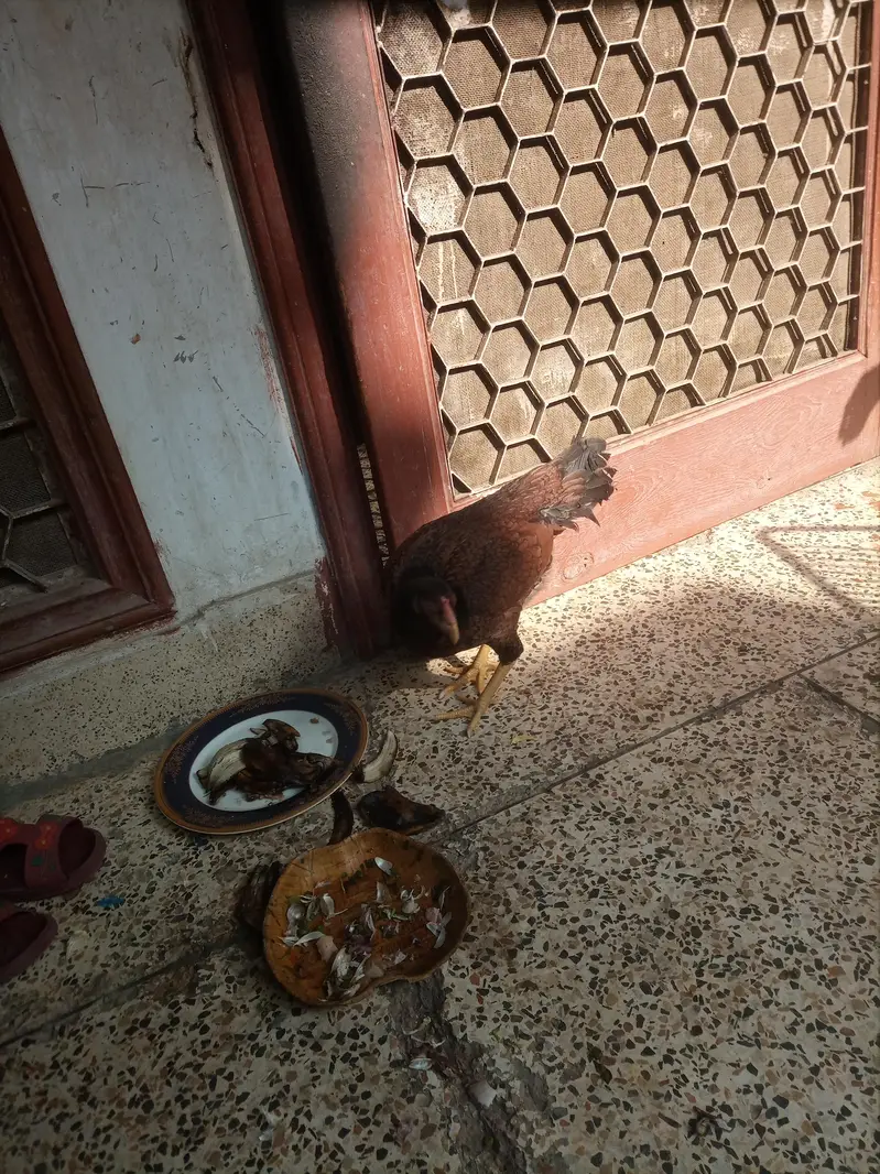 Aseel hen for sale — photo 4