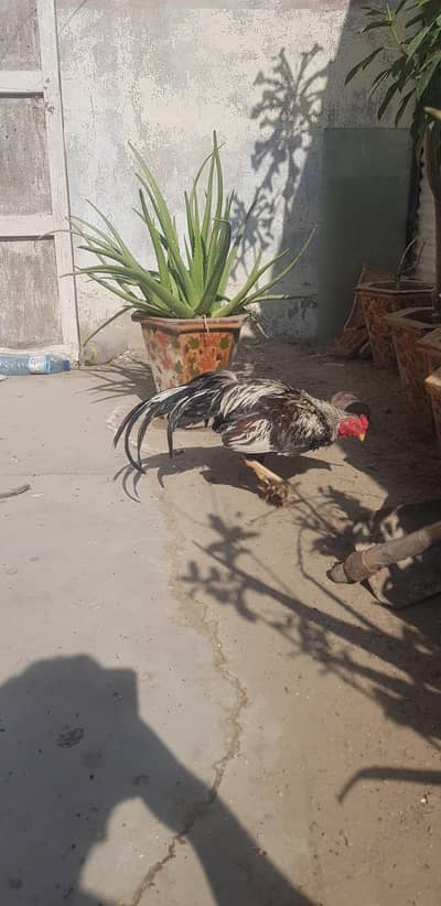 2 Aseel Murgy or 2 Murgiyan for sale