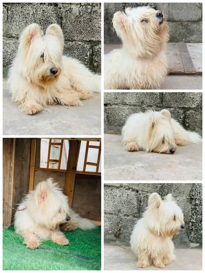 poodle White colour long hair