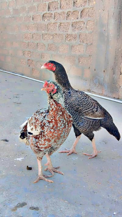 Tatri Nasal 1 morgi Ka 8000 ha