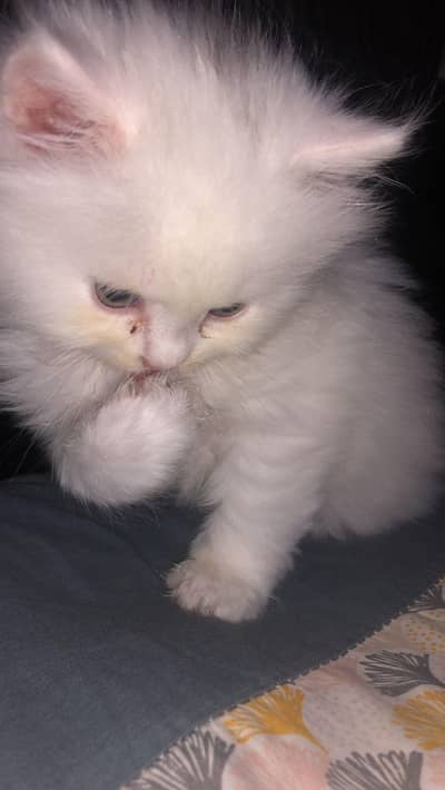 white persian kitten | Double coated | kitten | cat | kitten For sale