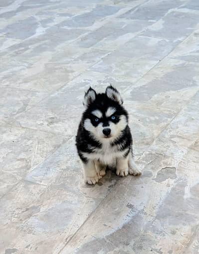 husky puppies available