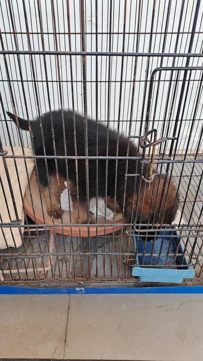 Baby German Shephard