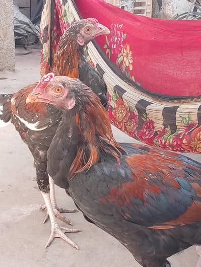 urgent sale all price 4500