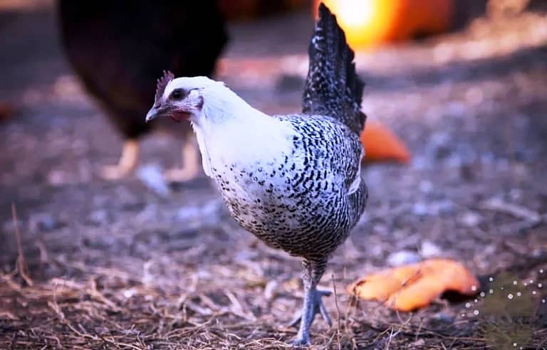 Furtile Eggs required 1