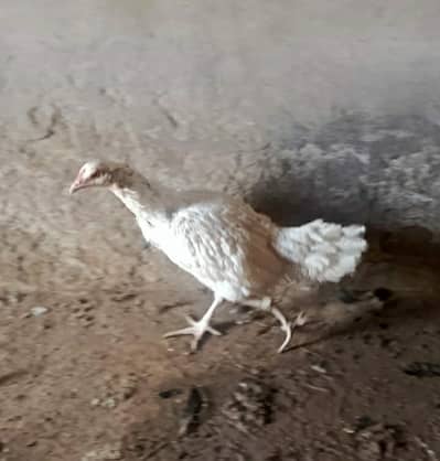 ASEEL MURGIYA FOR SALE 0313 7565 926