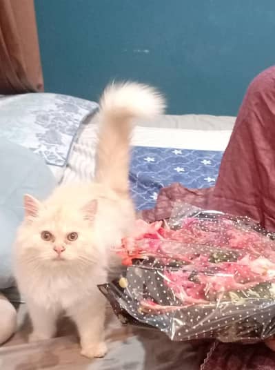 Persian triple coated