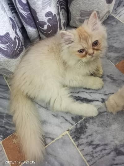 Punch Face Persian Kitten
