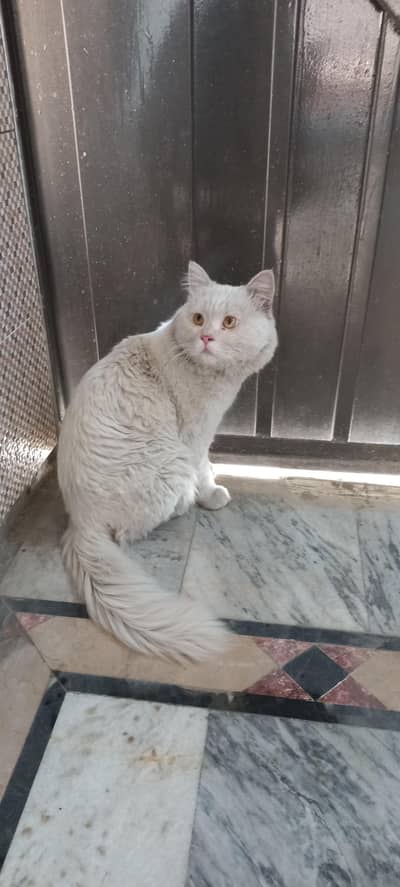 full white persion male 