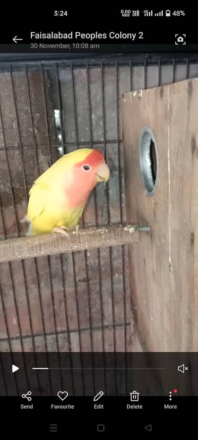 Love Bird 3 Month Almost Chicks 12 Piece