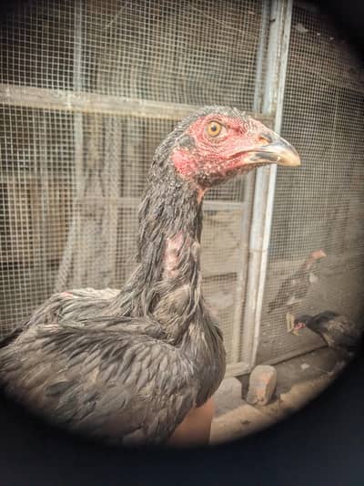 pure thai Pakoya traud Pathi 3.5 month Available