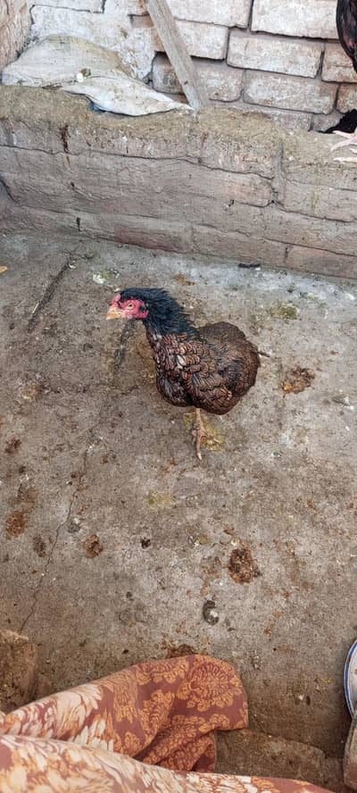 Aseel for saleon reasonable price pure