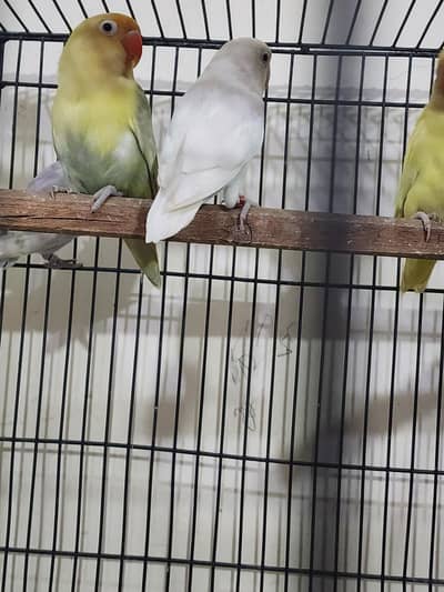 lovebirds
