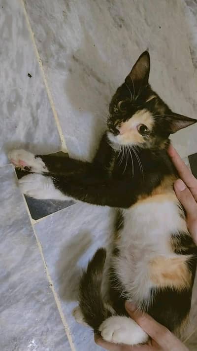 Semi Persian Female Kitten