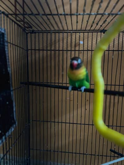 hand tame free fly trane and dance