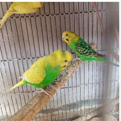 Buggies pair and hogoroms