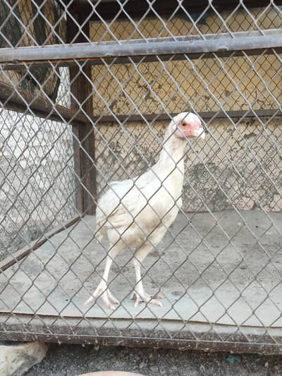 Home breed Heera Chuza for sale