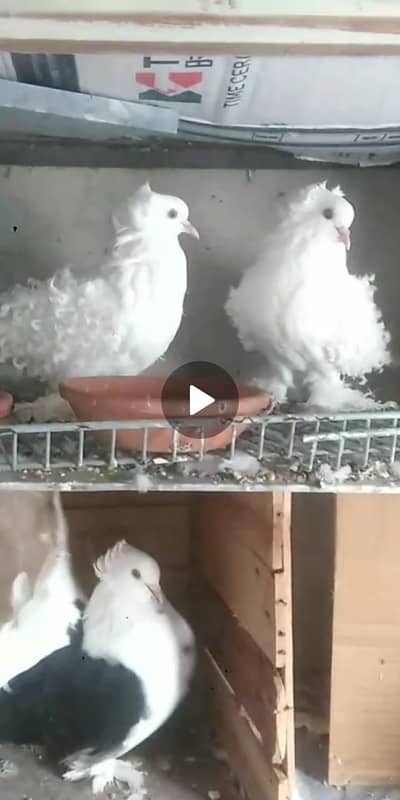 frill back pair good Quality low price