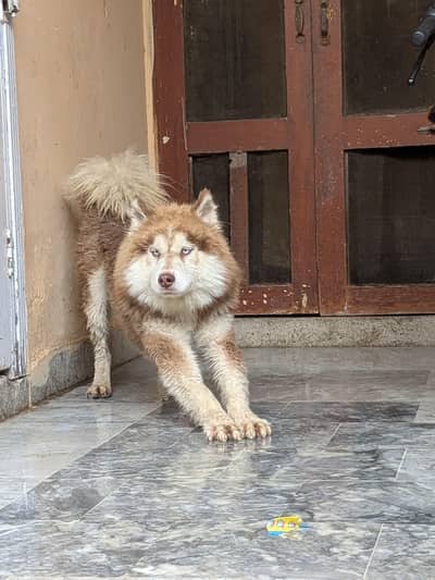 suberion husky best Bread vaccinat  friendly dog contact 03185126306