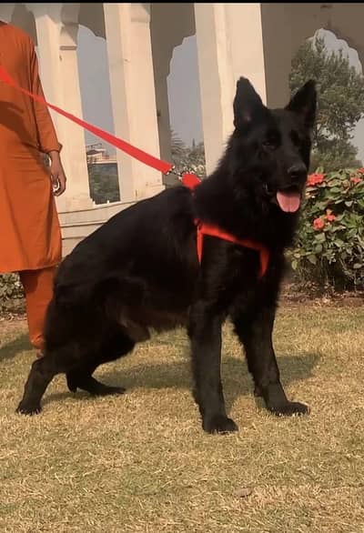 Chinese Shepherd blackmail confirm start heavy bone structure