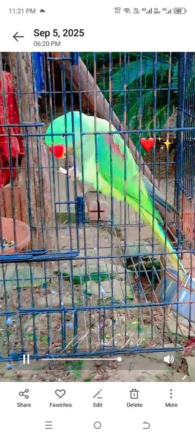 confirm breeder pair and full talking