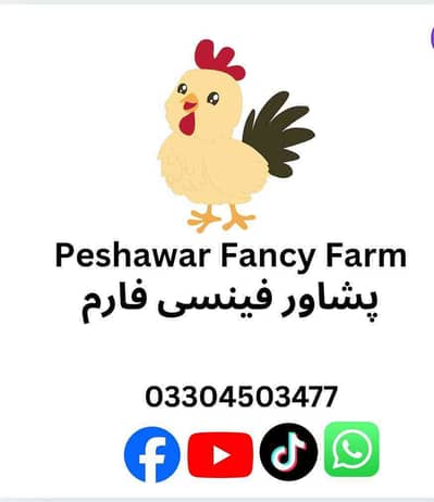 Peshawar Fancy Farm