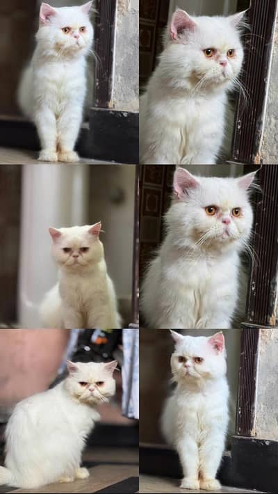 Breader Male For Sale urgent