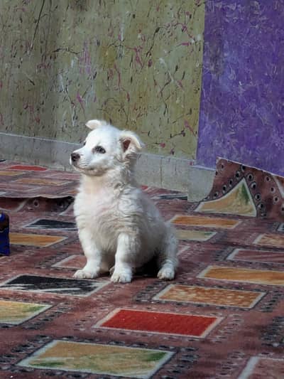 white husky and somoyed cross
