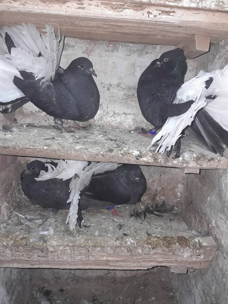 فینسی بریڈر جوڑے  مختلف پرائز میں دستیاب ہیں 11