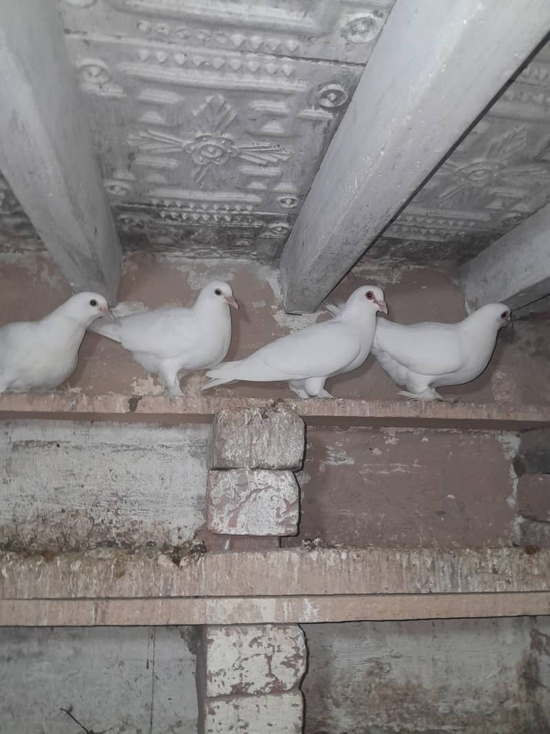 فینسی بریڈر جوڑے  مختلف پرائز میں دستیاب ہیں 12