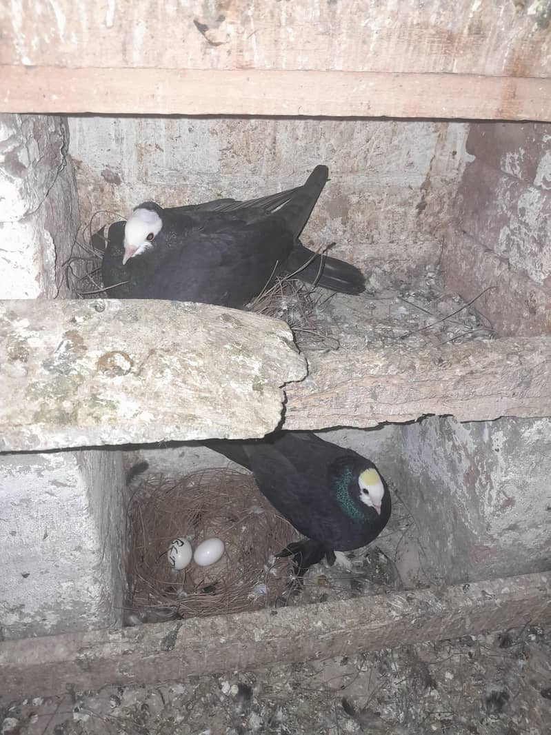 فینسی بریڈر جوڑے  مختلف پرائز میں دستیاب ہیں 13