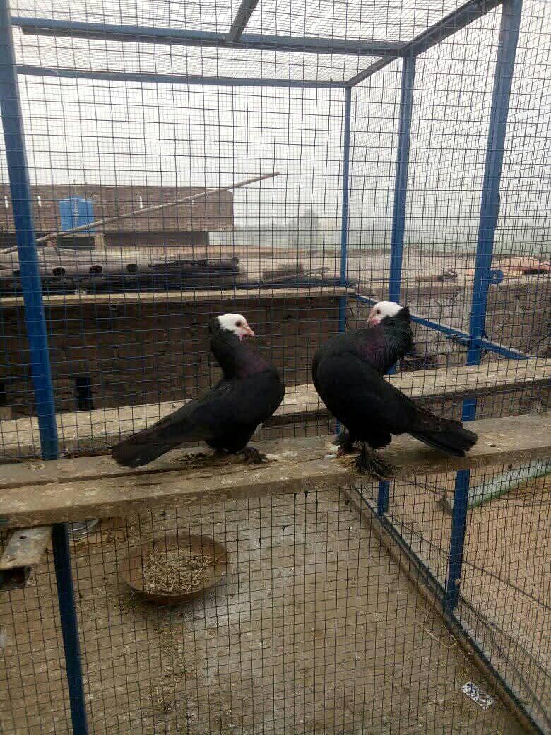 فینسی بریڈر جوڑے  مختلف پرائز میں دستیاب ہیں 14