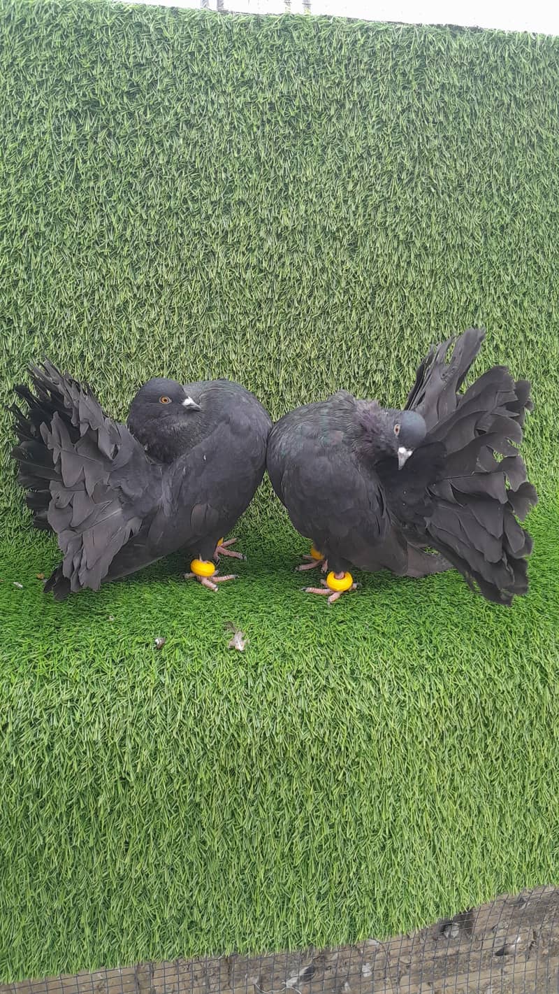 فینسی بریڈر جوڑے  مختلف پرائز میں دستیاب ہیں 16