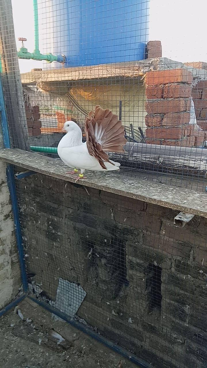 فینسی بریڈر جوڑے  مختلف پرائز میں دستیاب ہیں 17