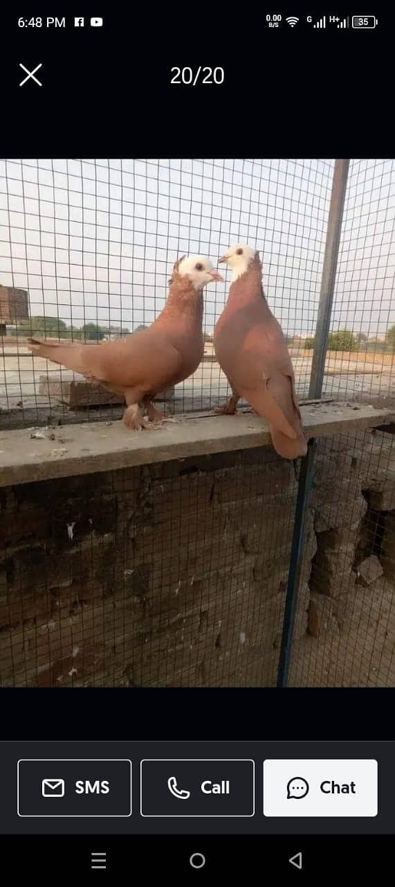 فینسی بریڈر جوڑے  مختلف پرائز میں دستیاب ہیں 18